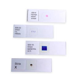 Image for United Scientific Paramecium Caudatum Prepared Microscope Slide, Whole Mount from School Specialty