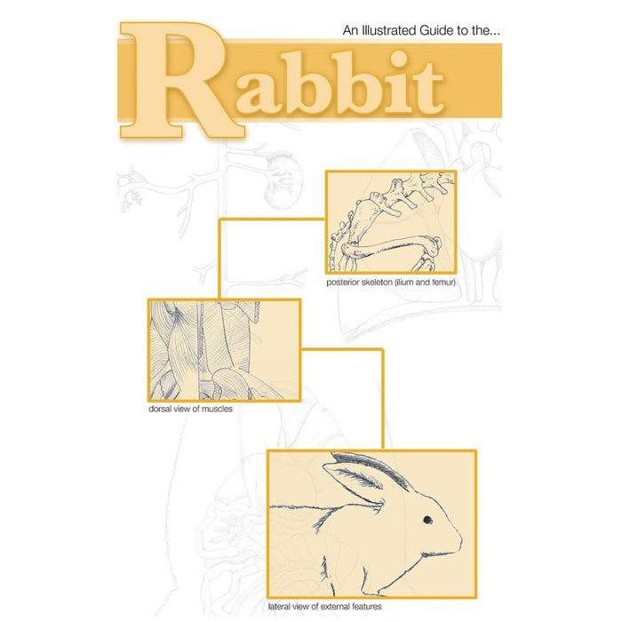 Frey Scientific Mini-Guide to Rabbit Dissection, Paperback, 25 Pages