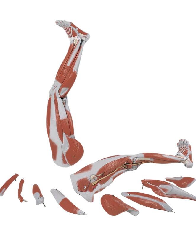 Anatomy & Physiology Books, Models Supplies, Item Number 1319468