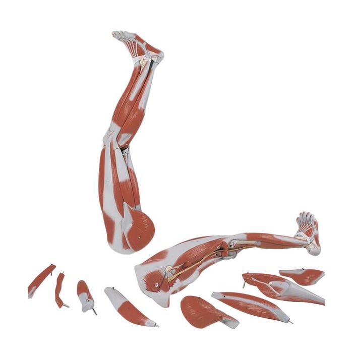 3B Scientific Leg Model with Muscle, 9 Pieces