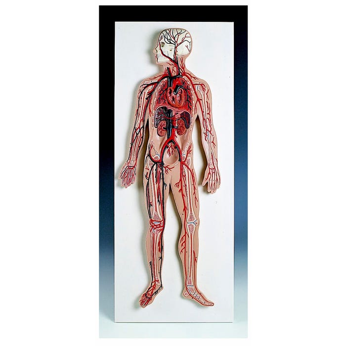 3B Scientific Human Circulatory System Model, Half Size