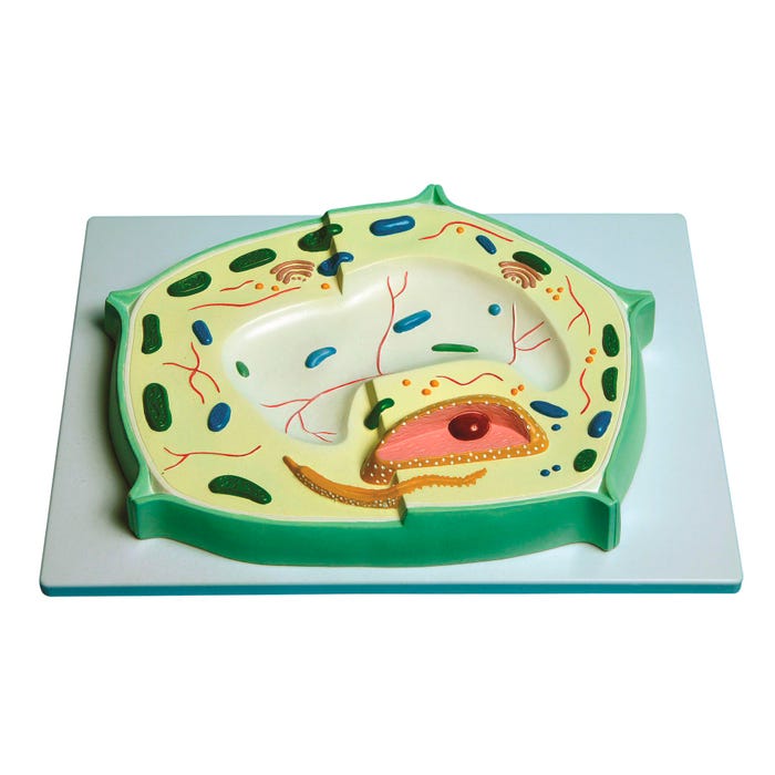 United Scientific Plant Cell Model
