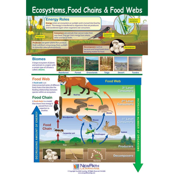NewPath Learning Ecosystems, Food Chains, and Food Webs Laminated Poster, 23 x 35 Inches