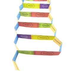 NewPath Learning DNA structure 3-D Model Kit, 1 Teacher Guide and 5 Student Guides 2087433