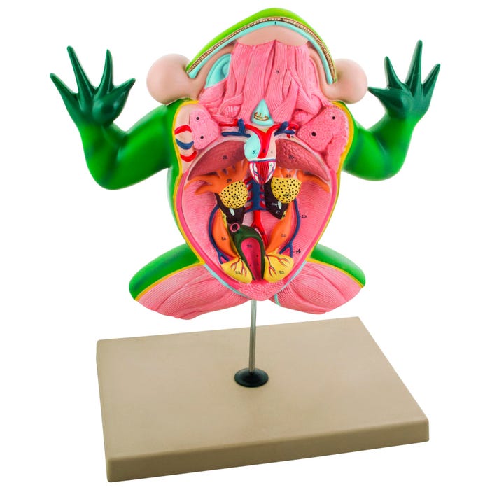 Eisco Labs Jumbo Frog Dissection Model on Base, Three Dimensional