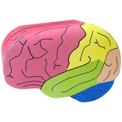 NewPath Learning Human Brain 3-D Model Kit, 1 Teacher Guide and 5 Student Guides 2087417