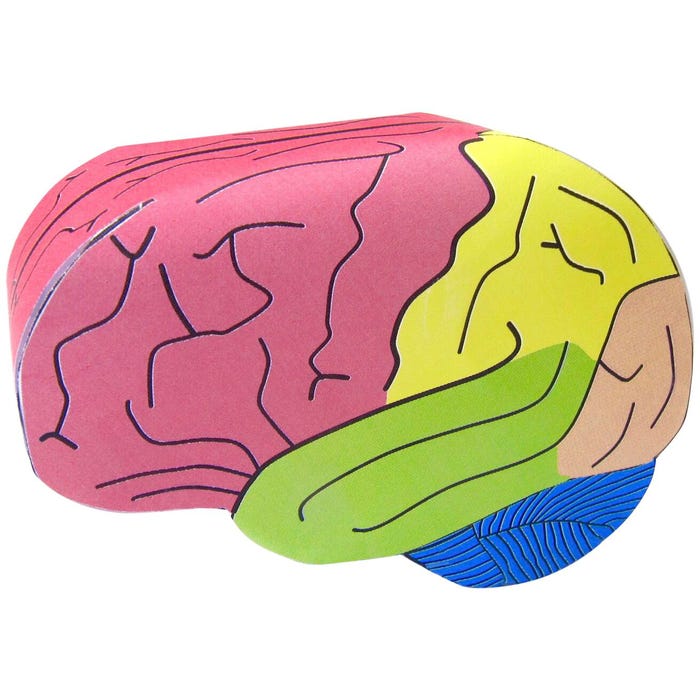 NewPath Learning Human Brain 3-D Model Kit, 1 Teacher Guide and 5 Student Guides 2087417