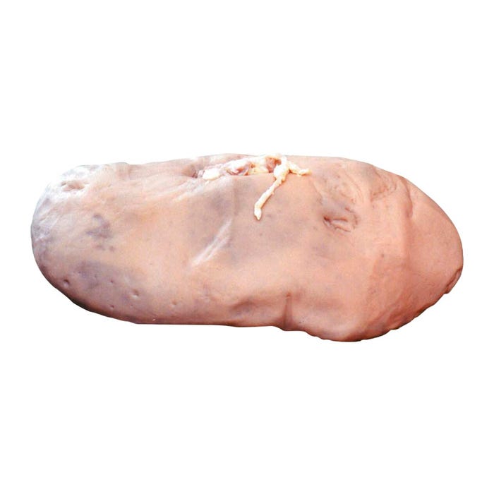 Frey Scientific Choice Preserved Pig Kidney, Double Injected, Vacuum Sealed