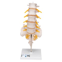 3B Scientific Human Lumbar Spinal Column Model