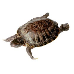 Frey Scientific Choice Plain Injected Preserved Turtle, 8 - 10 in Vacuum, Pack of 10, Item Number 596535