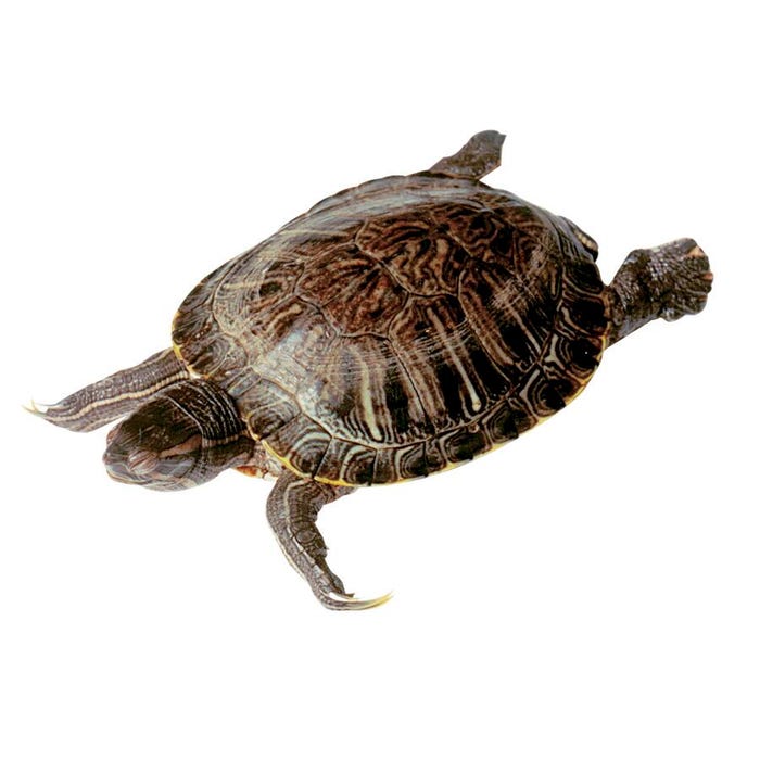 Frey Scientific Choice Preserved Turtles, 8 to 10 Inches, Vacuum Sealed Pack of 10