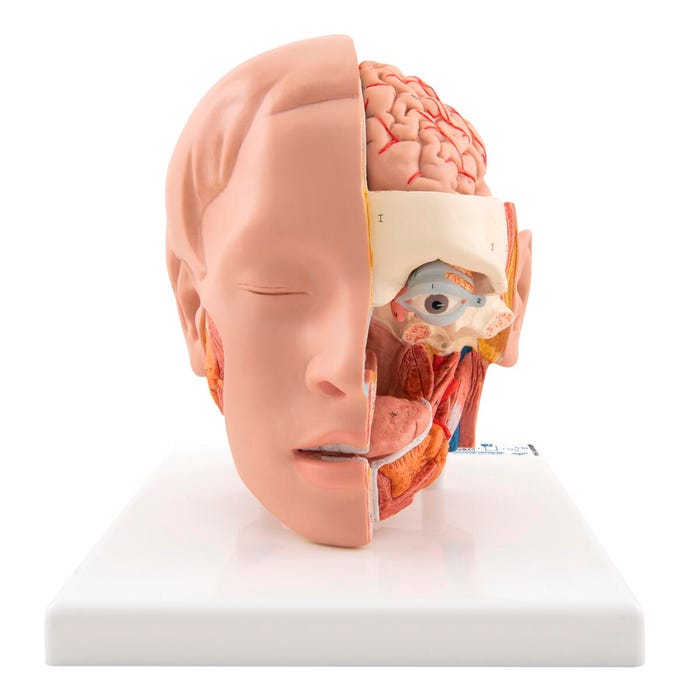 3B Scientific Deluxe Human Head Model