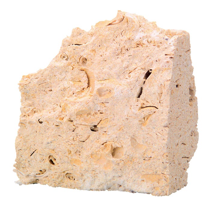 Scott Resources Buff Fossiliferous Limestone, Student Pack of 10