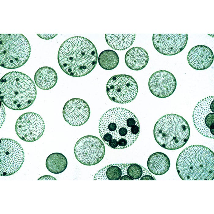 Johannes Lieder Prepared Microscope Slides, Micro-Organisms Fresh Water, Set of 25
