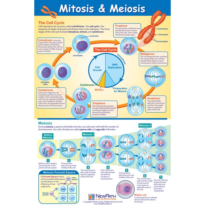 NewPath Learning Mitosis and Meiosis Laminated Learning Poster, 23 x 35 Inches