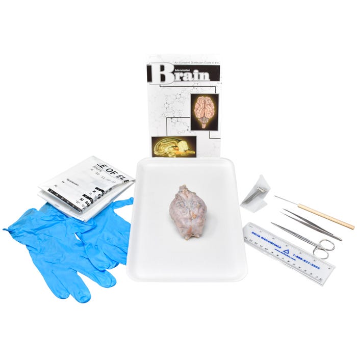 Frey Scientific Choice Preserved Sheep Brain with Dissection Tools