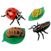 Insect Lore Ladybug Life Cycle Stages