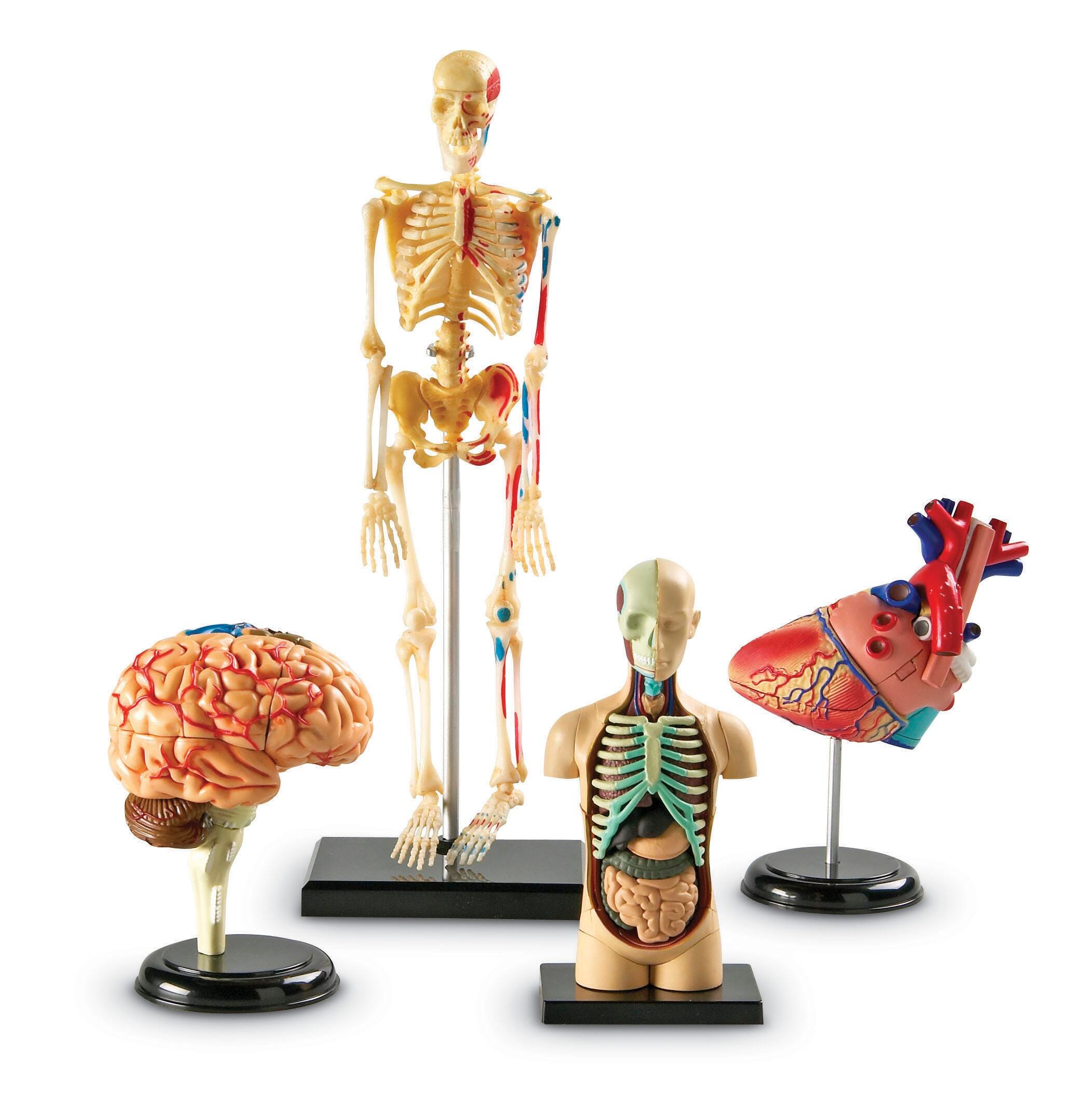 Learning Resources Human Anatomy Model Set of 4 1321192