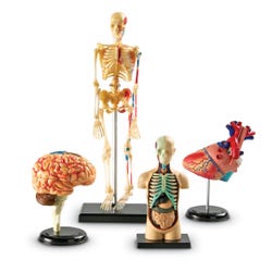 Learning Resources Human Anatomy Model Set of 4 1321192