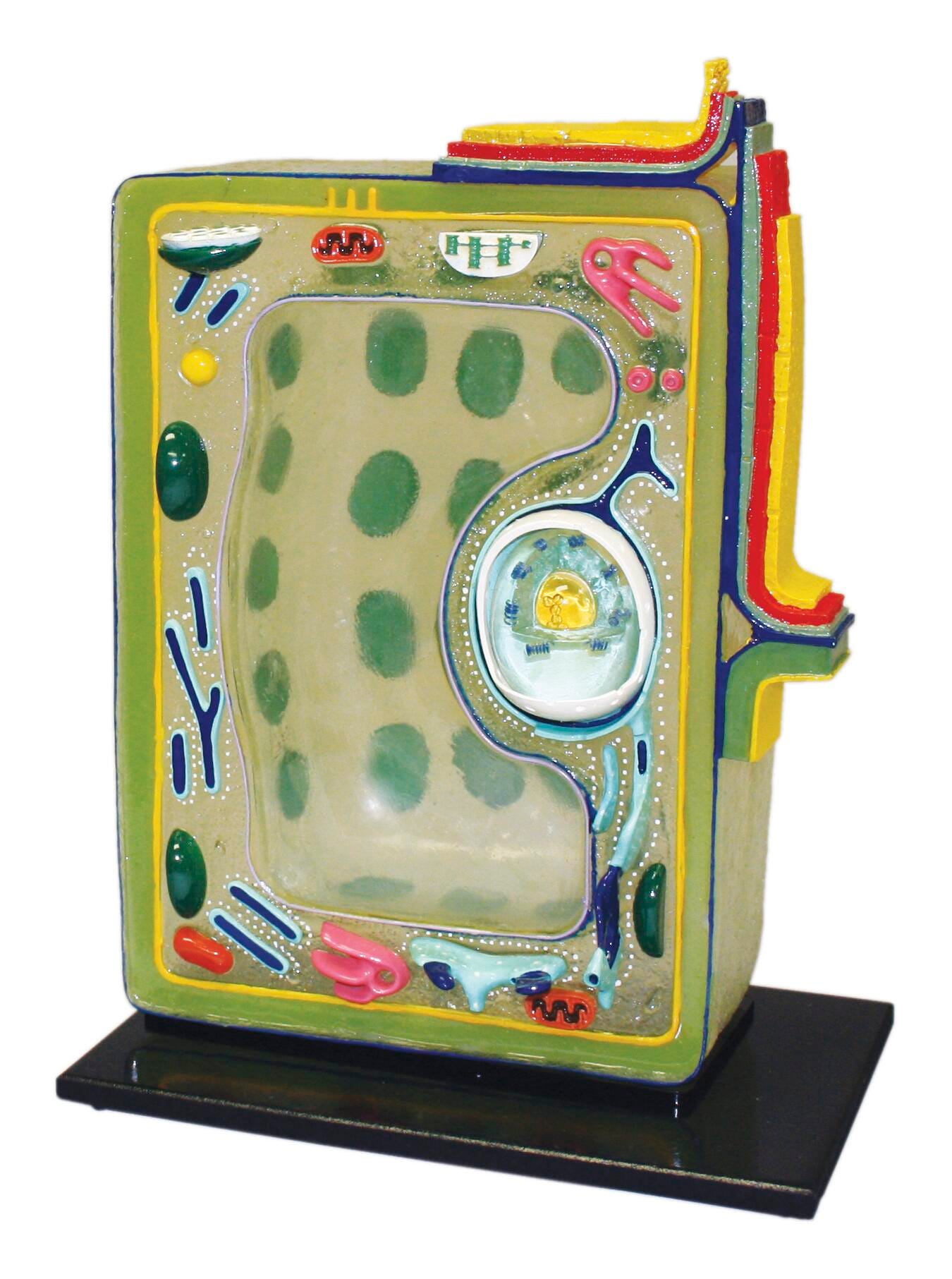 Cell Biology, Item Number 565246