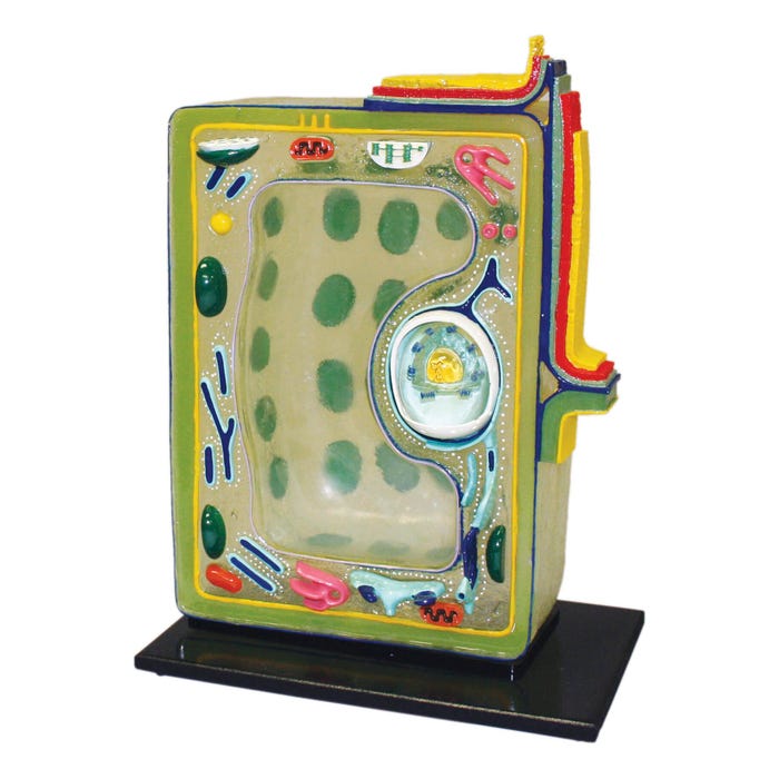 STACO Deluxe Plant Cell Model
