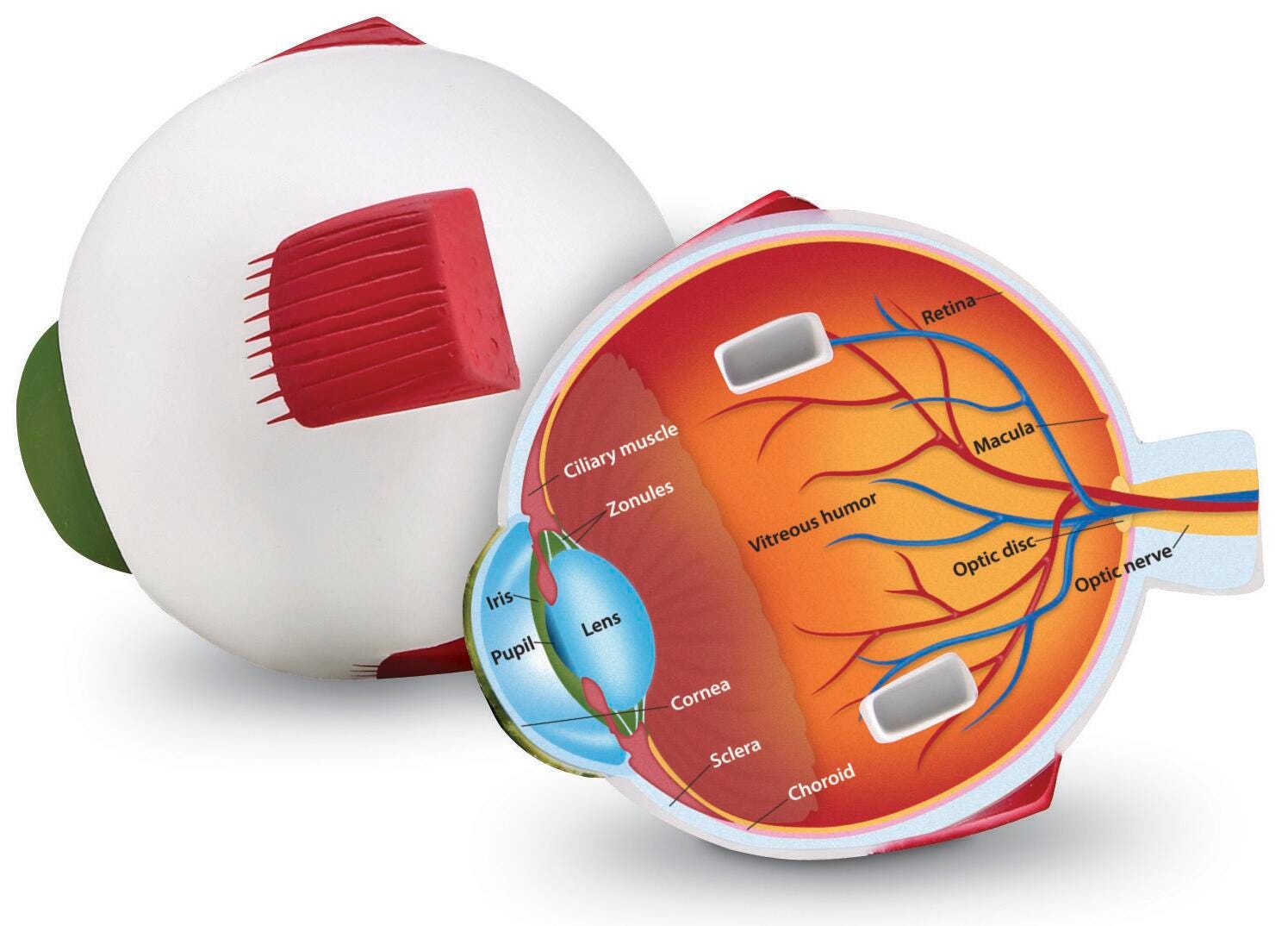 Learning Resources Foam Eye Cross-Section Model 1288534