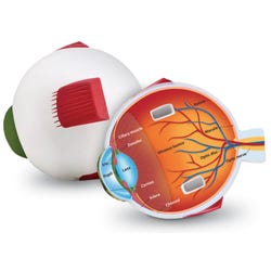 Learning Resources Foam Eye Cross-Section Model 1288534