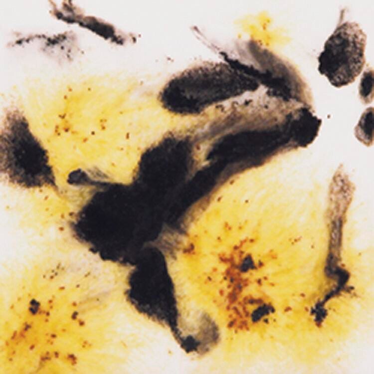 Sax Crystal Magic Glaze, Cheetah, 1 Pint 409365