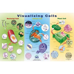 Cell Biology, Item Number 35-1011