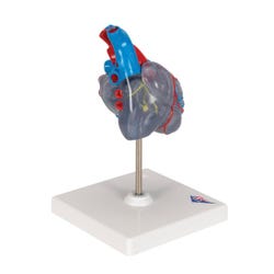 ANGLEIMAGES_FULLIMAGE