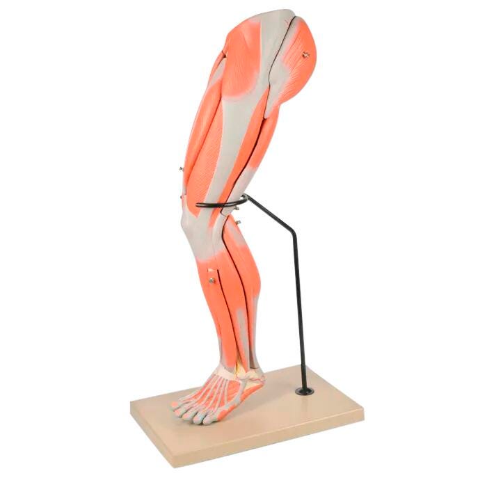 Eisco 9-Part Human Muscular Leg Anatomical Model