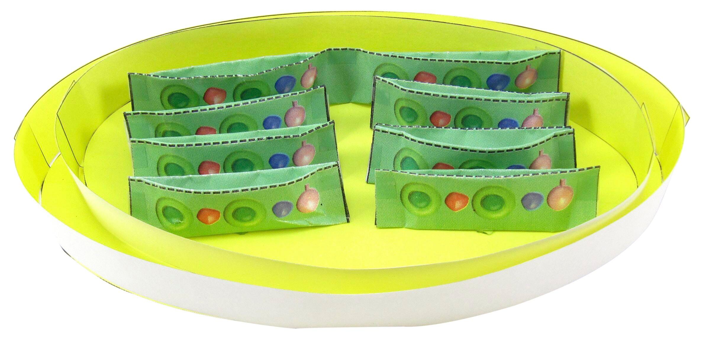 NewPath Learning Chloroplasts 3-D Model Kit, 1 Teacher Guide and 5 Student Guides 2087421