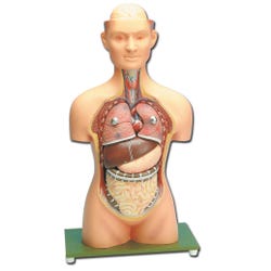 Lab and Anatomical Models, Item Number 30-1340