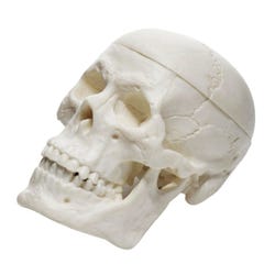 Miniature Human Adult Skull Model 2133146