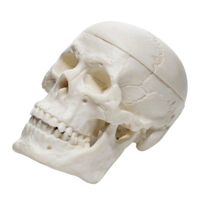 Eisco Miniature Human Adult Skull Model