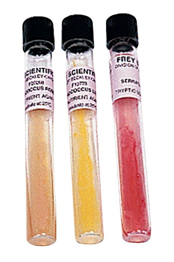 Frey Scientific Bacteria Tube Cultures - Flavobacterium capsulate 564031