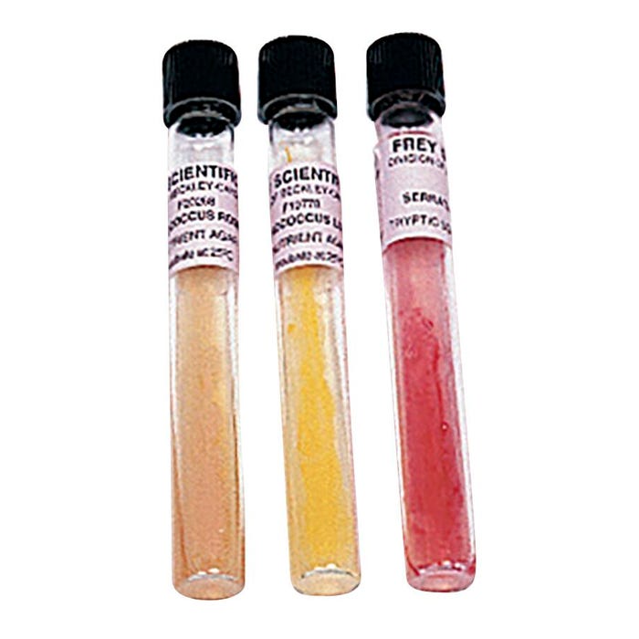 Frey Scientific Bacteria Tube Cultures - Sarcina arnica