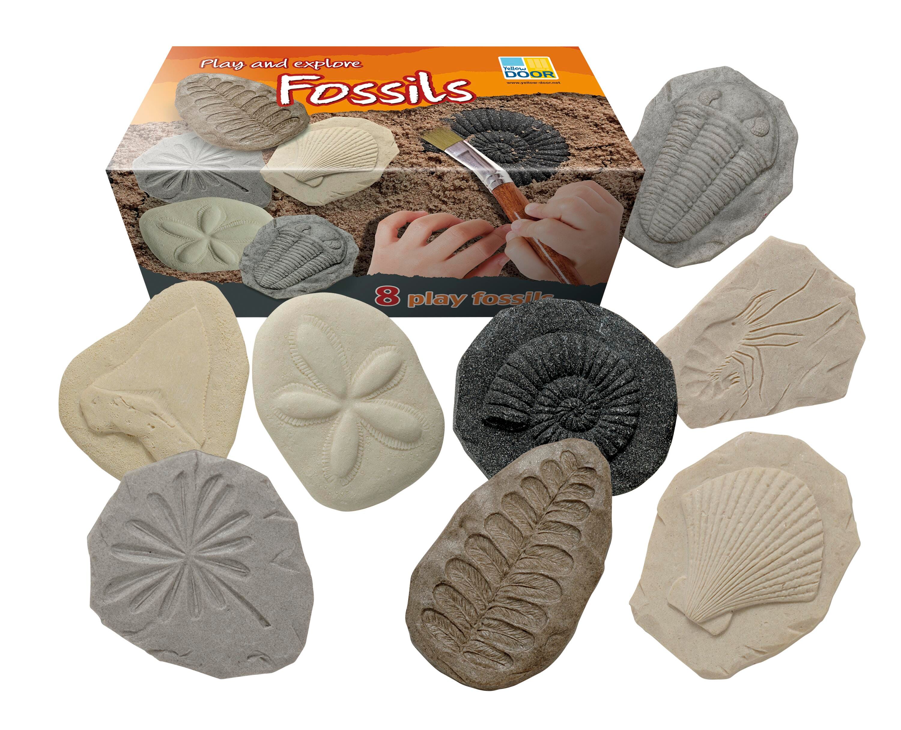 Image for Yellow Door Let's Investigate, Fossils, Set of 8 from School Specialty