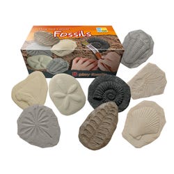 Image for Yellow Door Let's Investigate, Fossils, Set of 8 from School Specialty