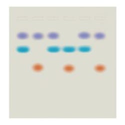 Edvotek Whose DNA was Left Behind? Kit
