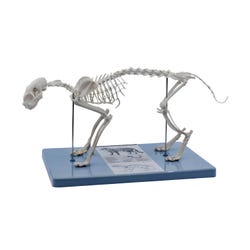 Eisco Labs Cat Skeleton Model, Item Number 2102940
