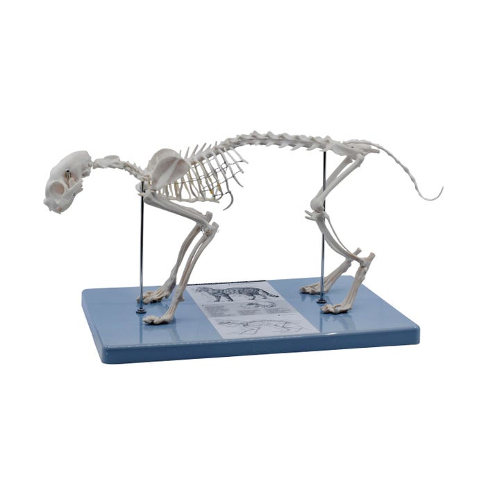Eisco Labs Cat Skeleton Model