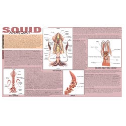 Frey Scientific Squid Dissection Mat