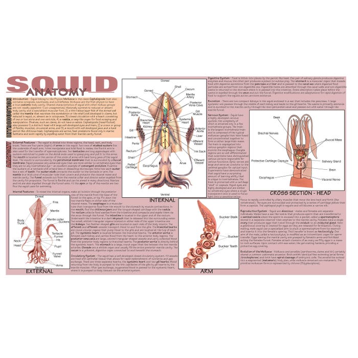 Frey Scientific Squid Dissection Mat