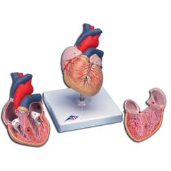 Lab and Anatomical Models, Item Number 576422