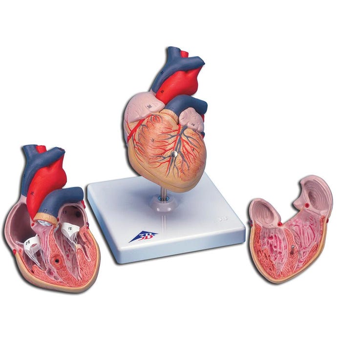 3B Scientific Human Heart Model, 2 Part