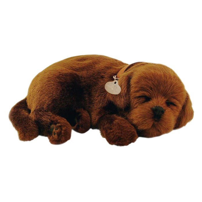 Perfect Petzzz Chocolate Lab