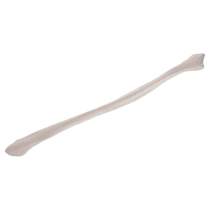 3B Replica Human Fibula Bone - Left Side