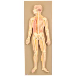 Eisco Labs Human Nervous System Model