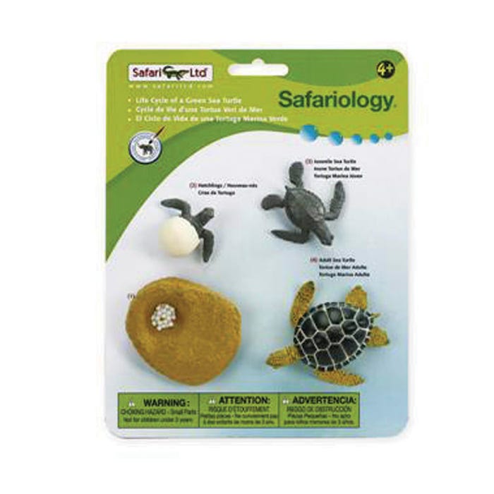 Safariology Models Life Cycle Of A Green Sea Turtle